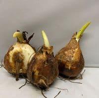 CAMASSIA LEICHTLINII BLUE DANUBE