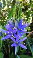 CAMASSIA LEICHTLINII BLUE DANUBE