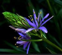 CAMASSIA LEICHTLINII BLUE DANUBE
