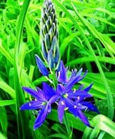 CAMASSIA LEICHTLINII BLUE DANUBE