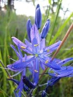 CAMASSIA LEICHTLINII BLUE DANUBE