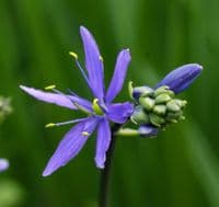 CAMASSIA LEICHTLINII BLUE DANUBE