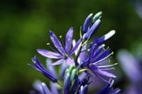 CAMASSIA LEICHTLINII BLUE DANUBE
