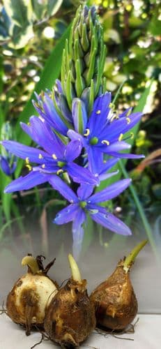 CAMASSIA LEICHTLINII BLUE DANUBE