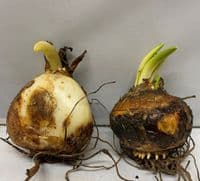 CAMASSIA LEICHTLINII MIXED