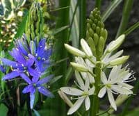 CAMASSIA LEICHTLINII MIXED