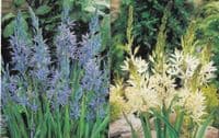 CAMASSIA LEICHTLINII MIXED