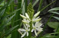 CAMASSIA LEICHTLINII MIXED
