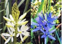 CAMASSIA LEICHTLINII MIXED