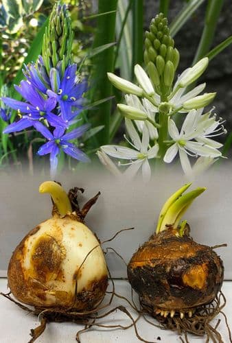 CAMASSIA LEICHTLINII MIXED