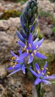 CAMASSIA QUAMASH  (ESCULENTA)