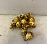 CAMASSIA QUAMASH  (ESCULENTA)