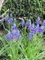 CAMASSIA QUAMASH  (ESCULENTA)