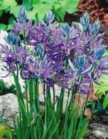 CAMASSIA QUAMASH  (ESCULENTA)