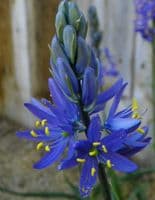 CAMASSIA QUAMASH  (ESCULENTA)