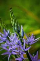 CAMASSIA QUAMASH  (ESCULENTA)