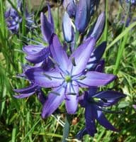 CAMASSIA QUAMASH  (ESCULENTA)