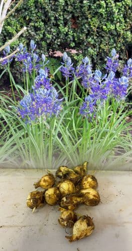 CAMASSIA QUAMASH (ESCULENTA)