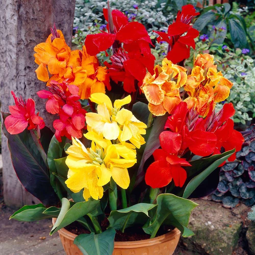 CANNA LILY MIXED