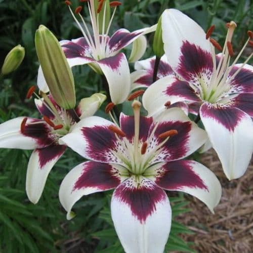 CAPPUCINO (TANGO) ASIATIC LILY
