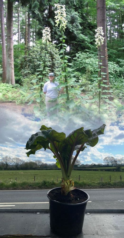 CARDIOCRINUM GIGANTEUM GIANT HIMALAYAN LILY