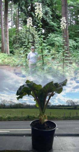 CARDIOCRINUM GIGANTEUM GIANT HIMALAYAN LILY