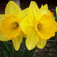 CARLTON LARGE CUPPED DAFFODIL