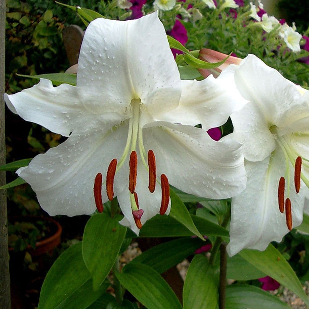 CASA BLANCA Oriental Lily