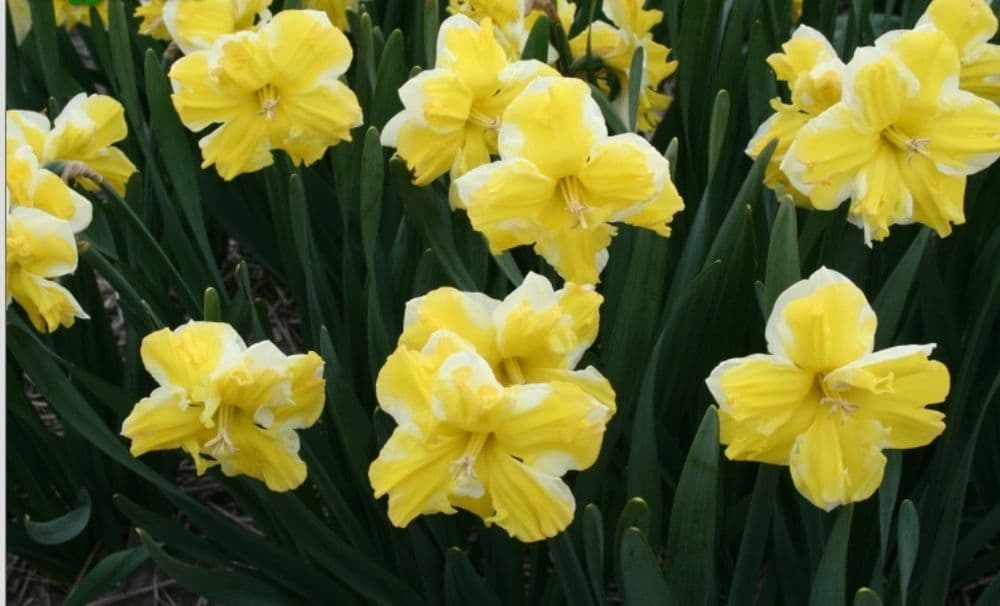 CHANTERELLE SPLIT CORONA DAFFODIL