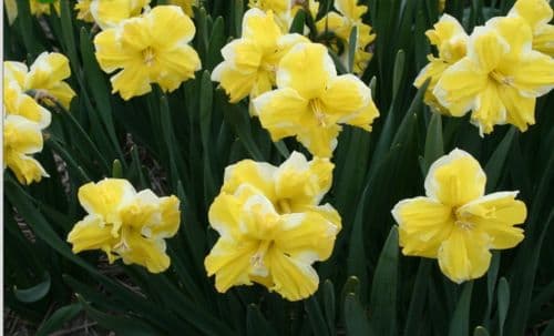 CHANTERELLE SPLIT CORONA DAFFODIL
