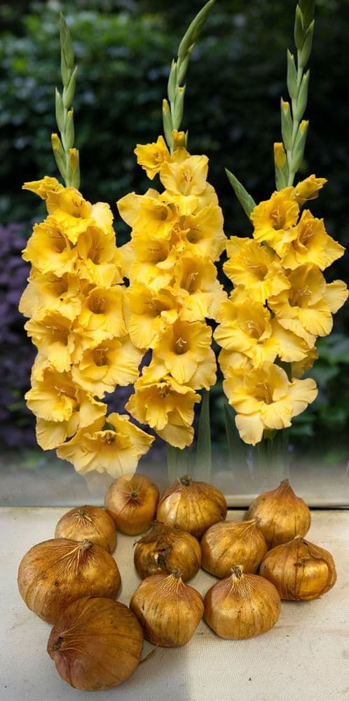 CHARISMA (YELLOW) GLADIOLI LARGE FLOWERED