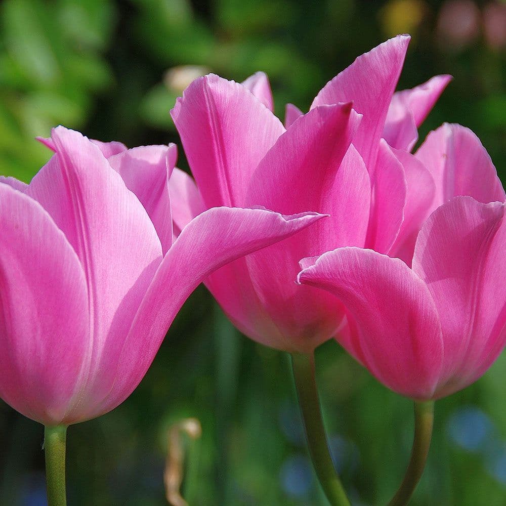 CHINA PINK LILY- FLOWERING TULIPS