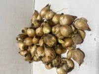 CHIONODOXA LUCILIAE ALBA (GLORY OF THE SNOW)