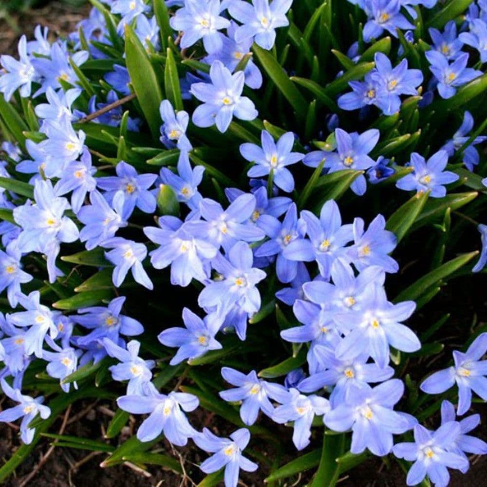 CHIONODOXA LUCILIAE (GLORY OF THE SNOW) BRIGHT BLUE