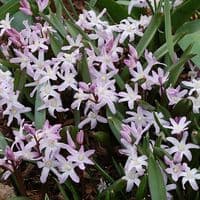 CHIONODOXA LUCILIAE (GLORY OF THE SNOW) PINK GIANT