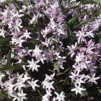 CHIONODOXA LUCILIAE (GLORY OF THE SNOW) PINK GIANT