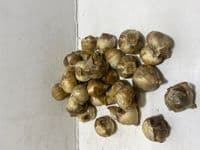 CHIONODOXA LUCILIAE (GLORY OF THE SNOW) PINK GIANT