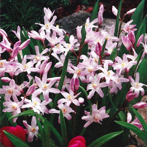 CHIONODOXA LUCILIAE (GLORY OF THE SNOW) PINK GIANT