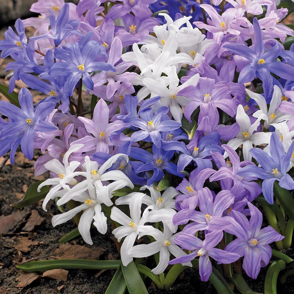 CHIONODOXA MIXED LUCILIAE (GLORY OF THE SNOW) BRIGHT BLUE & PINK, WHITE-EYED BLOOMS