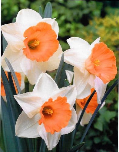CHROMACOLOR LARGE-CUPPED NARCISSI