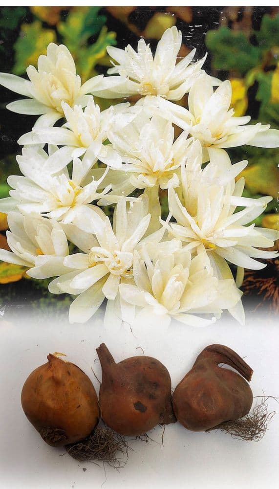 COLCHICUM AUTUMNALE ALBOPLENUM (NAKED LADIES)