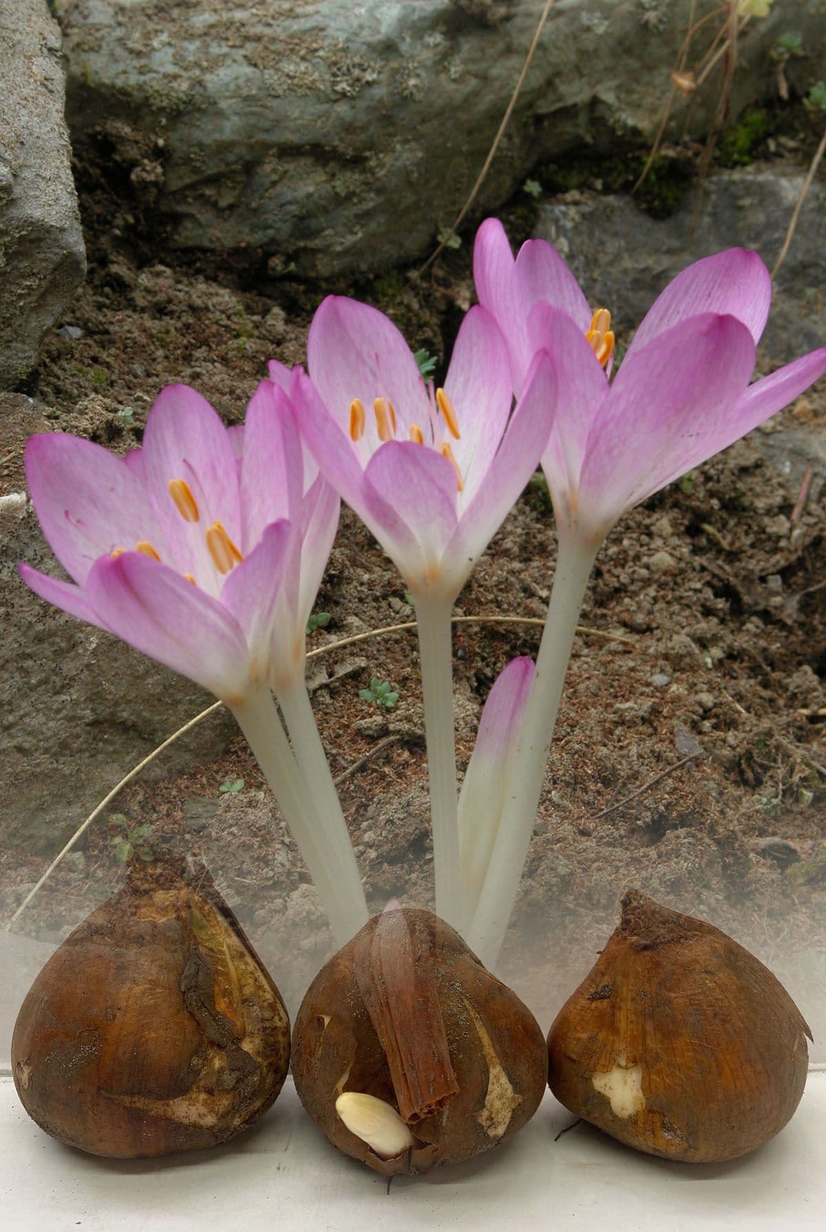 Colchicum Lilac Wonder Naked Ladies Bulbs Colchicum Lilac Wonder Naked Ladies Bulbs
