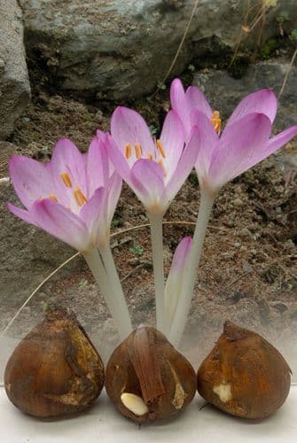 Colchicum Lilac Wonder (Naked Ladies) Bulbs