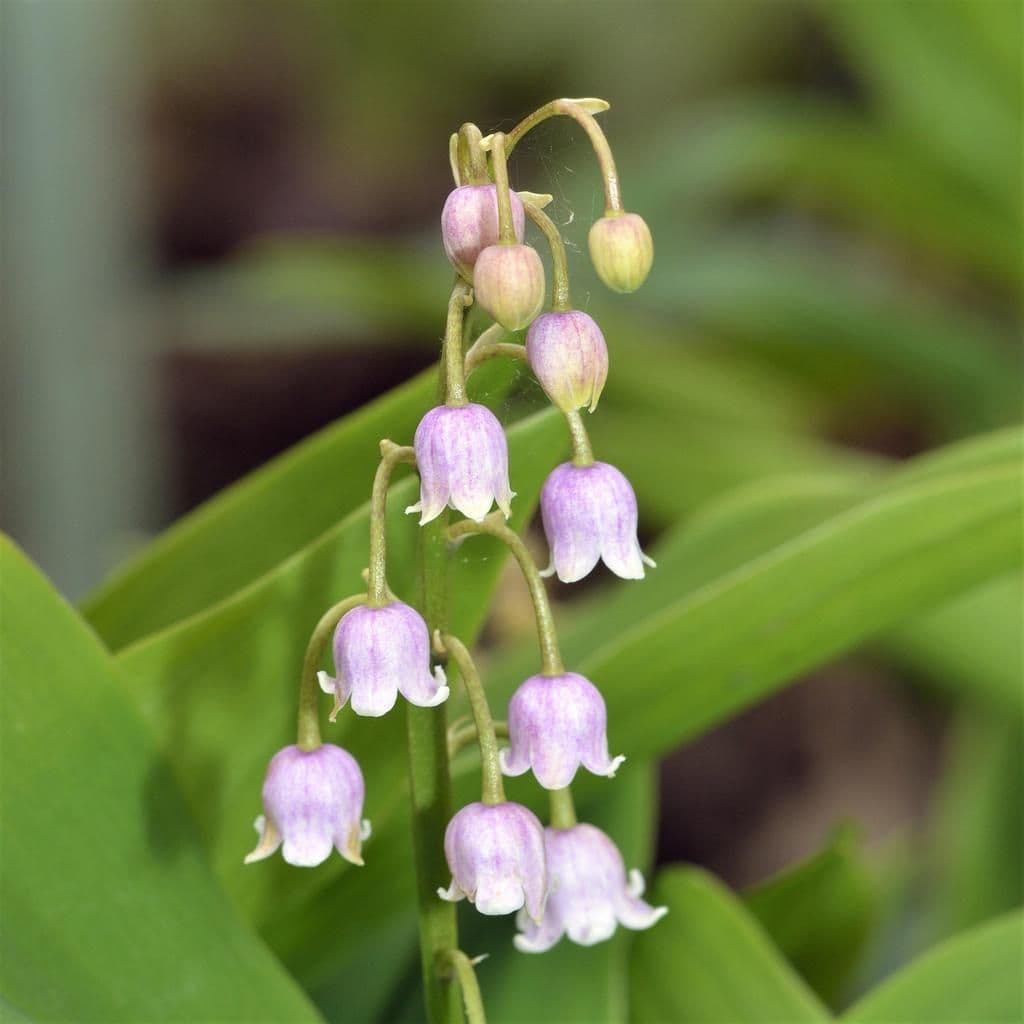 CONVALLARIA MAJALIS ROSEA LILY OF THE VALLEY