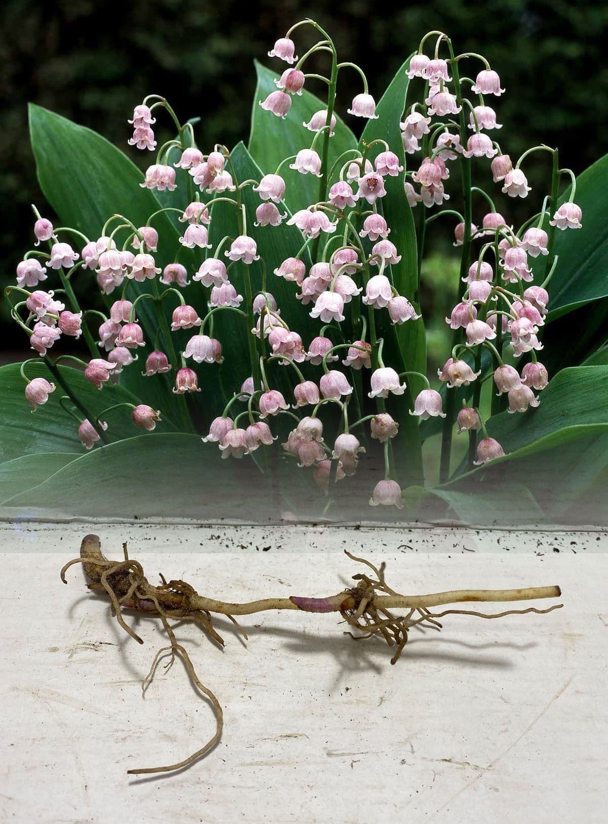 pic of a money tree Money Tree Plant | Tropical Indoor Plants & Houseplants for Delivery main image 1