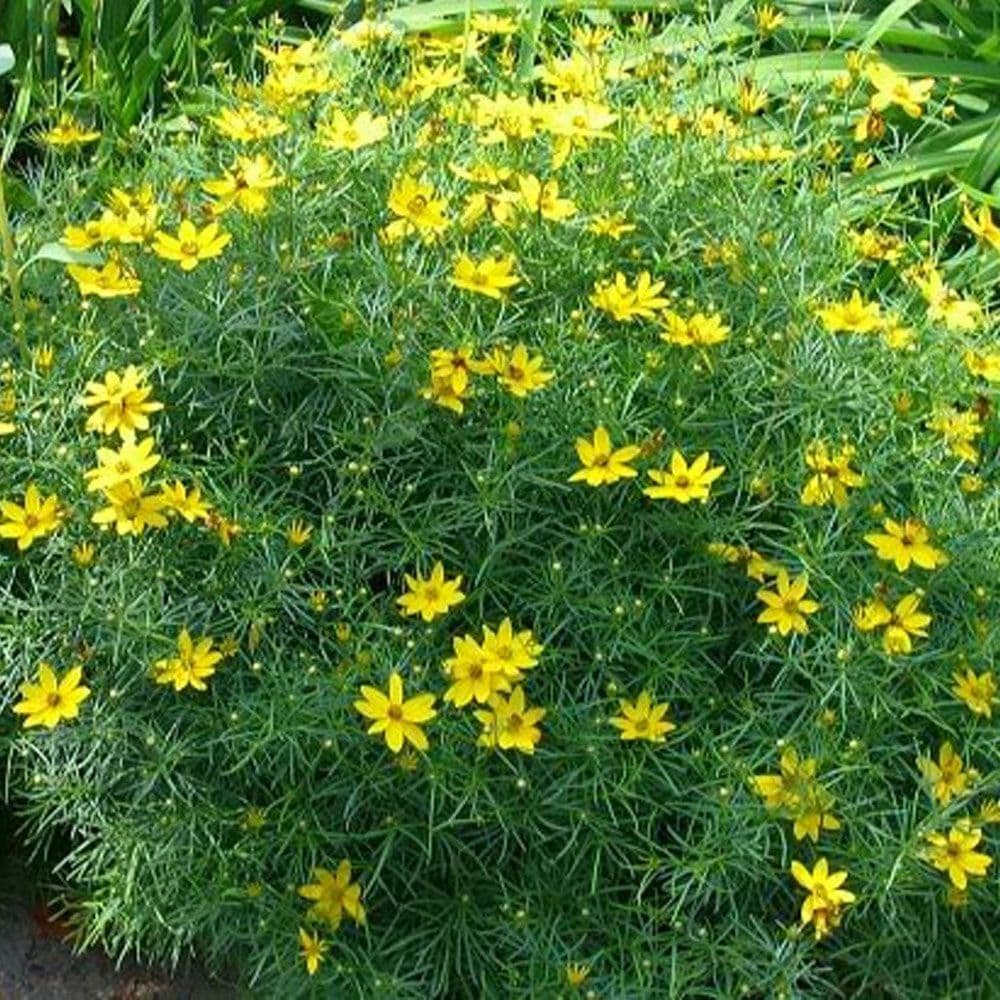COREOPSIS VERTICILLATA MOONBEAM