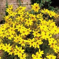 COREOPSIS VERTICILLATA MOONBEAM