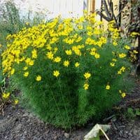 COREOPSIS VERTICILLATA MOONBEAM