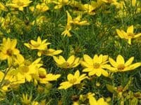 COREOPSIS VERTICILLATA MOONBEAM