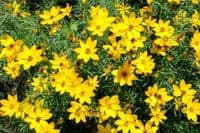COREOPSIS VERTICILLATA MOONBEAM